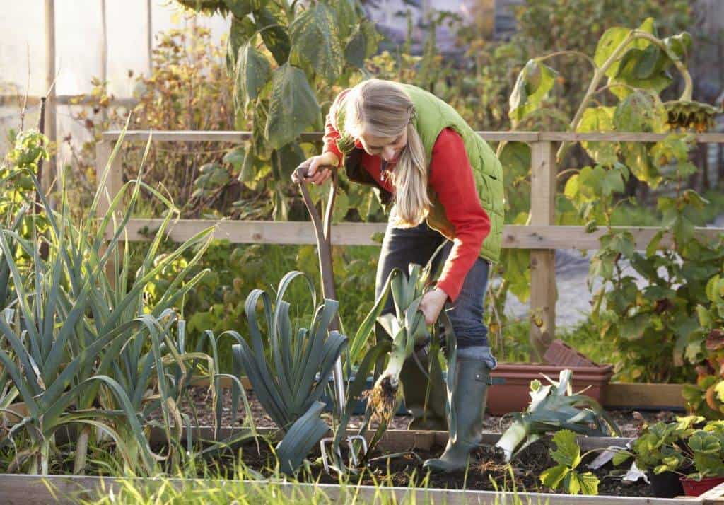 agriculture urbaine